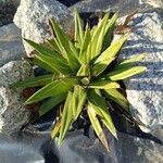 Agave victoriae-reginae Ліст