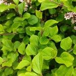 Syringa pubescens Leaf