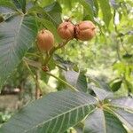 Aesculus flava Fruit