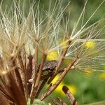 Hyoseris radiata Frukto