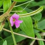 Tephrosia subtriflora Flower