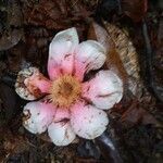Clusia grandiflora Квітка