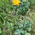 Trollius chinensis फूल