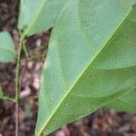 Pimelodendron griffithianum Hoja