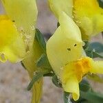 Linaria thymifolia Flor