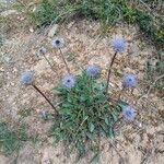 Globularia vulgaris Habitus