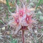Trifolium stellatum Flower