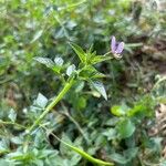 Cleome rutidosperma Blatt