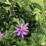 Grewia occidentalis Blomst