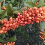 Pyracantha coccineaFrukt