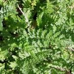 Achillea odorata ഇല