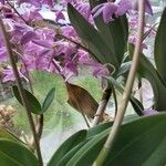 Dendrobium kingianum ফুল