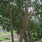 Ligustrum lucidum عادت داشتن