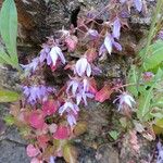 Campanula poscharskyana Flors