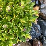 Valeriana nivalis Leaf