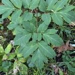 Angelica atropurpurea Hoja