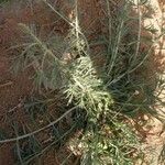 Artemisia californica Folha