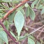 Globularia alypum Φύλλο