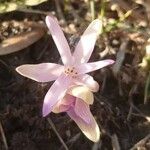 Colchicum autumnale 花
