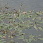 Persicaria amphibia Leaf