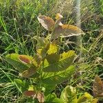 Combretum molle Leaf