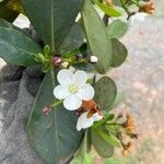 Clusia criuva Flor