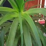 Aloe arborescens Frunză