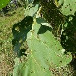 Solanum stramoniifolium Lehti