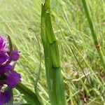 Dactylorhiza majalis Likasa
