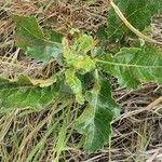 Commiphora madagascariensis Лист