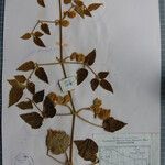 Clematis buchananiana Други