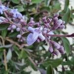 Vitex trifolia Blüte