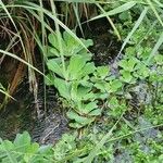 Pistia stratiotes 葉