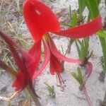 Sprekelia formosissima