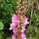 Antirrhinum majusКвітка