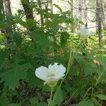 Calochortus nuttalliiBlüte