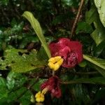 Drymonia coccinea 花