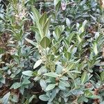 Buxus balearica برگ