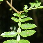 Weinmannia tinctoria Leaf