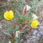 Oenothera parvifloraBlomst