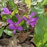 Polygala paucifolia Flor
