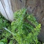 Asparagus densiflorus Leaf