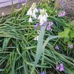 Hyacinthoides hispanica Flors