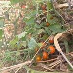 Solanum pimpinellifolium 果