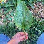 Mertensia paniculata Leaf