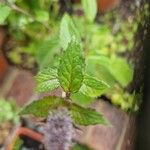 Mentha x piperita Fuelha