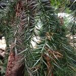 Araucaria angustifolia Hoja