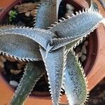 Dyckia marnier-lapostollei Φύλλο