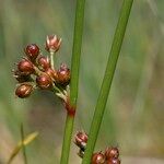 Juncus filiformis Fruit