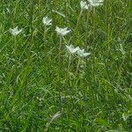 Zephyranthes drummondii Flor